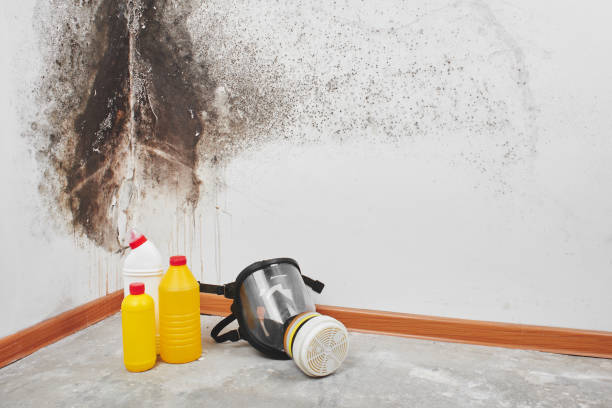 Best Bathroom Mold Remediation in Fruit Heights, UT