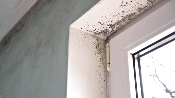 Best Residential Mold Remediation in Fruit Heights, UT