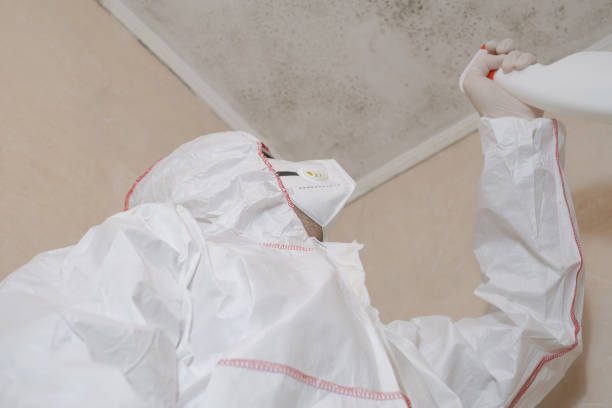 Best Post-Flood Mold Remediation in Fruit Heights, UT